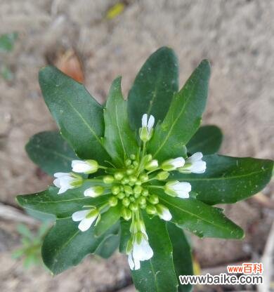 十字花科代表植物有哪些主要特征?如何识别它们的独特性?