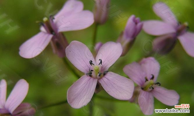 十字花科代表植物有哪些主要特征?如何识别它们的独特性?