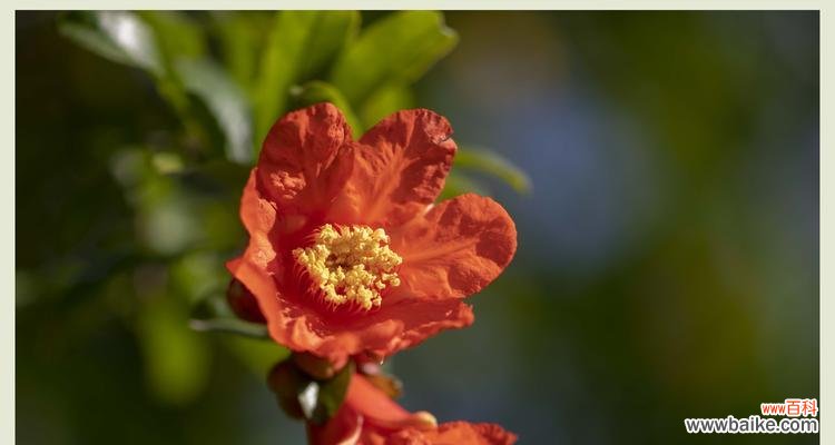 石榴花花语代表什么意思？石榴花的象征意义有哪些？