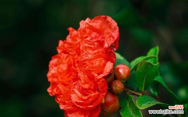 石榴花花语代表什么意思？石榴花的象征意义有哪些？