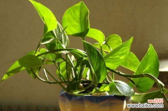 白酒如何稀释浇花，兑水稀释2倍可浇水