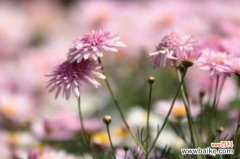 花期最长的花排名，4种花期最长的花