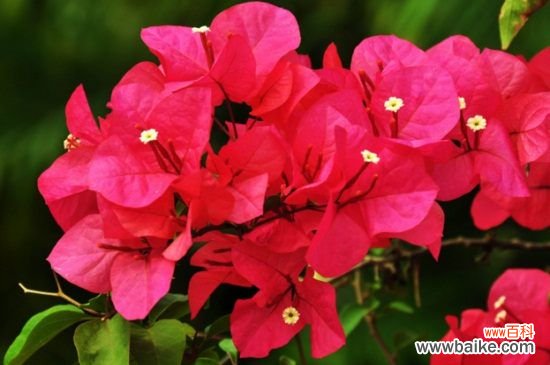 花期最长的花排名，4种花期最长的花