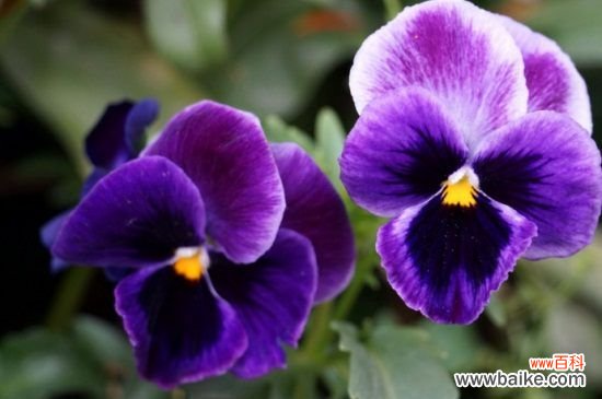 花期最长的花排名，4种花期最长的花