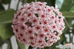 耐阴又容易开花的植物，这4种花卉耐阴极强易开花