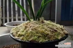 木屑养花全死的原因，添加过多腐烂根须导致