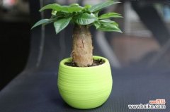 过年送人什么盆栽花？这8种盆栽寓意美好