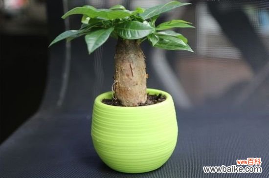 过年送人什么盆栽花？这8种盆栽寓意美好