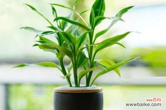 过年送人什么盆栽花？这8种盆栽寓意美好