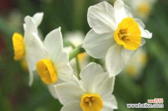 过年送人什么盆栽花？这8种盆栽寓意美好