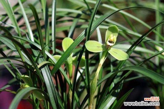 过年送人什么盆栽花？这8种盆栽寓意美好