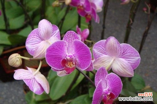 过年送人什么盆栽花？这8种盆栽寓意美好