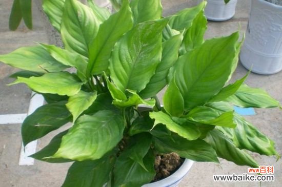 过年送人什么盆栽花？这8种盆栽寓意美好