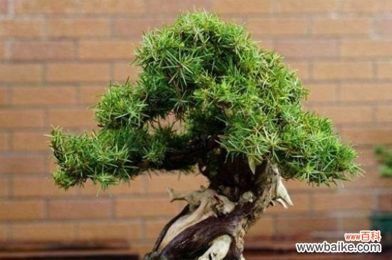 过年送人什么盆栽花？这8种盆栽寓意美好