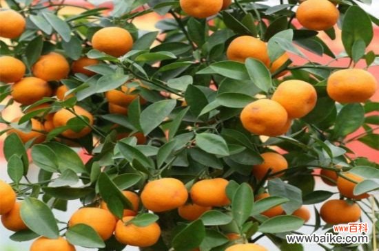 过年送人什么盆栽花？这8种盆栽寓意美好