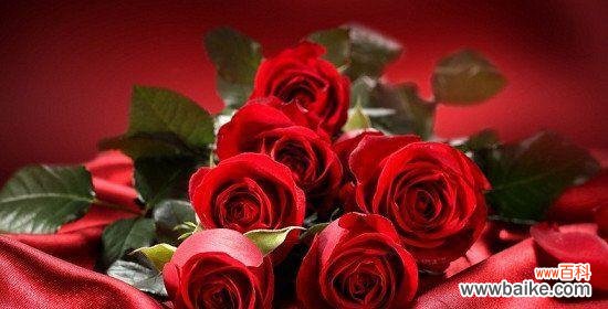 解析鲜花中的情感语言，玫瑰花的真正含义 11朵玫瑰的含义与象征