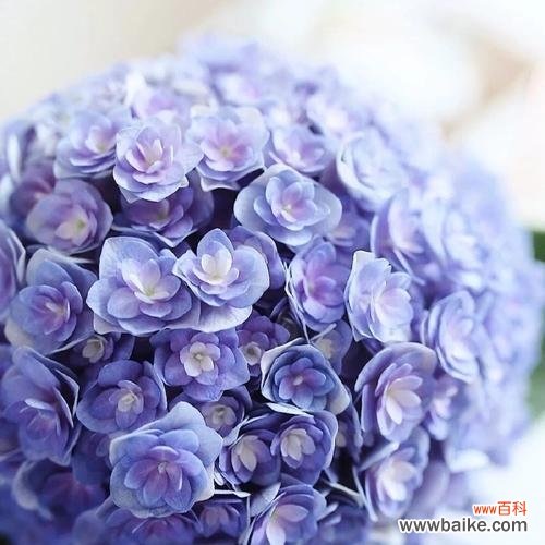 探寻绣球花的神秘内涵,了解不同颜色的寓意 绣球花的花语和寓意