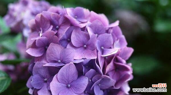 探寻绣球花的神秘内涵,了解不同颜色的寓意 绣球花的花语和寓意