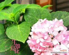 探寻绣球花的神秘内涵，了解不同颜色的寓意 绣球花的花语和寓意