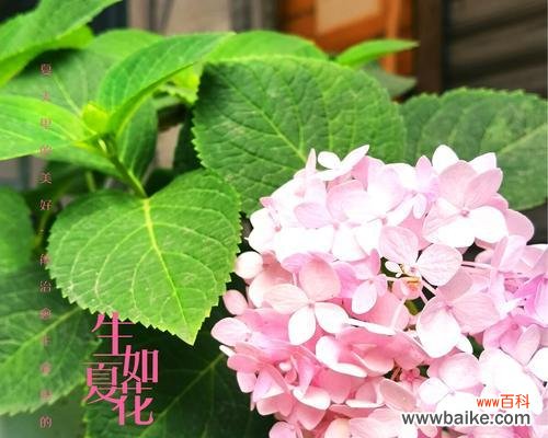 探寻绣球花的神秘内涵,了解不同颜色的寓意 绣球花的花语和寓意