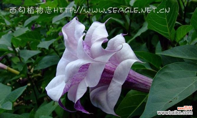 探秘曼陀罗的美丽与神秘 曼陀罗的花语