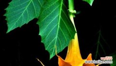 探秘曼陀罗的美丽与神秘 曼陀罗的花语