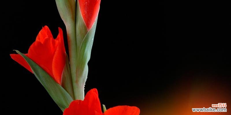 解读剑兰花语的深层含义 探寻剑兰的花语