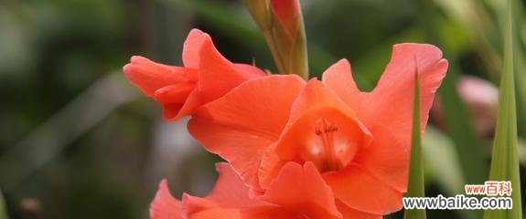 解读剑兰花语的深层含义 探寻剑兰的花语