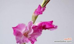 解读剑兰花语的深层含义 探寻剑兰的花语