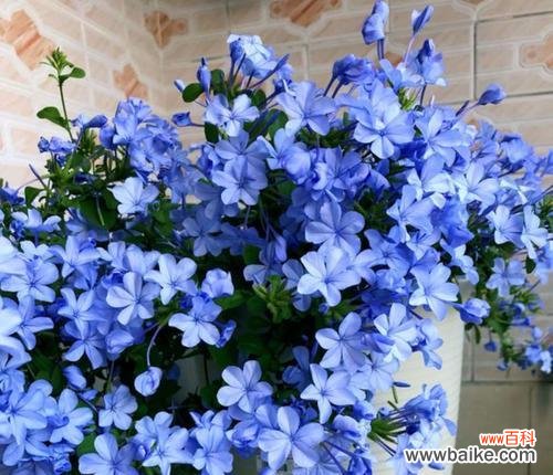 探秘蓝雪花的美丽与神秘 蓝雪花的花语与寓意