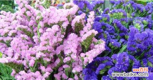 探寻自由、无拘束的精神 随意草的花语