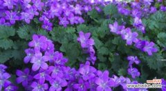 探寻自由、无拘束的精神 随意草的花语