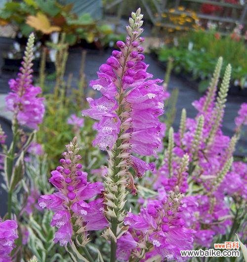 探寻自由、无拘束的精神 随意草的花语