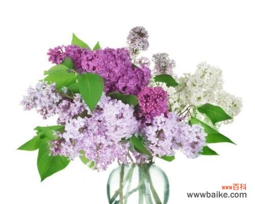 以花传情传递真情 丁香花花语