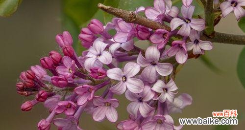 以花传情传递真情 丁香花花语