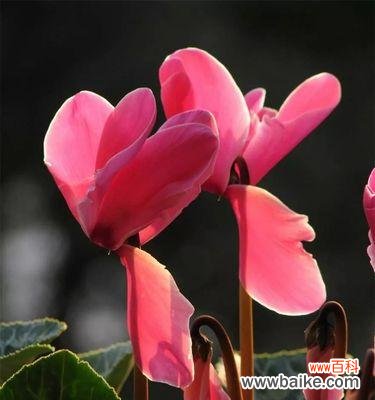 探寻古代神话中的玄妙意象 仙客来寓意解析