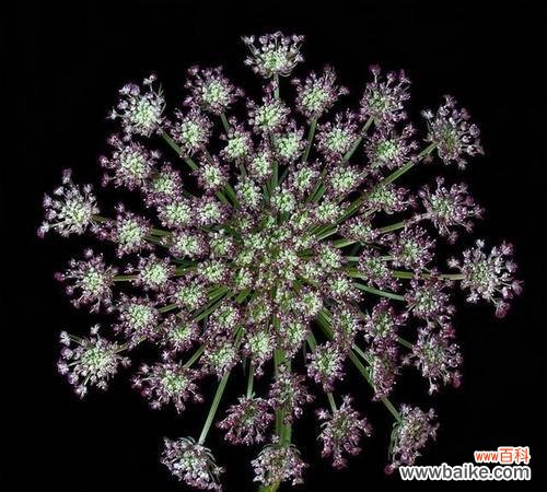 神秘的花语揭示以嚏根草的传说 以嚏根草