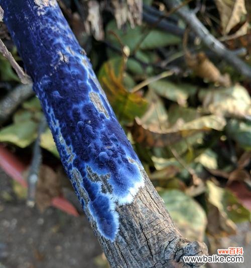 神秘的花语揭示以嚏根草的传说 以嚏根草