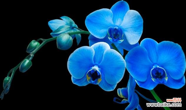 探秘天蓝色的蝴蝶兰的美与神秘 天蓝色的蝴蝶兰的象征意义