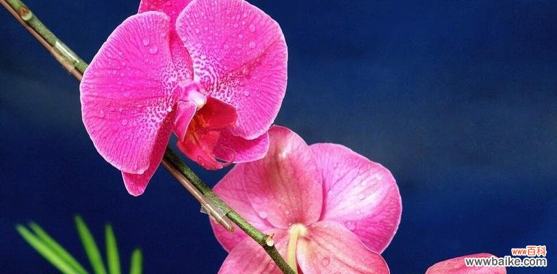 探秘天蓝色的蝴蝶兰的美与神秘 天蓝色的蝴蝶兰的象征意义