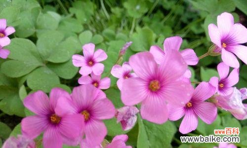 优雅舞蹈与神秘传说 跳舞草的花语和传说