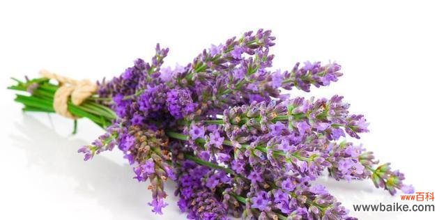 优雅舞蹈与神秘传说 跳舞草的花语和传说