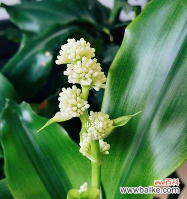 传说中的铁树花开 铁树之花