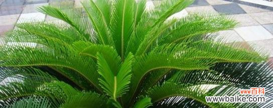 传说中的铁树花开 铁树之花