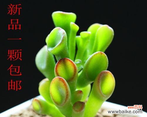 什么花象征财富?如何用花卉来招财进宝?