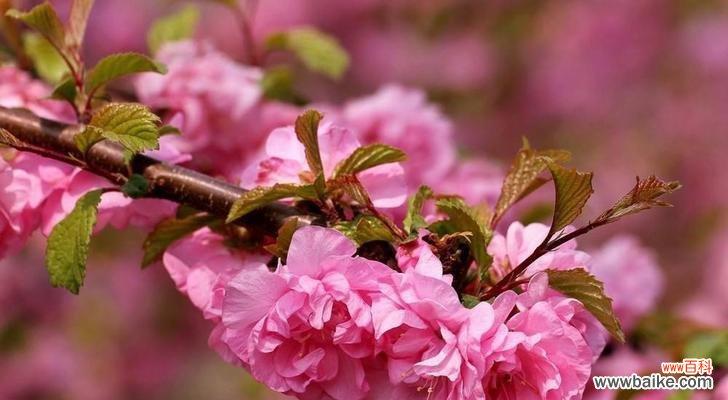 什么花代表春天?春天的花卉象征有哪些?