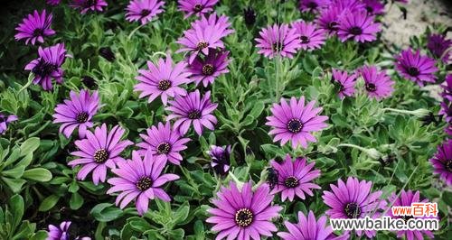 什么花代表春天?春天的花卉象征有哪些?