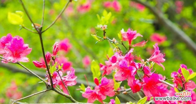 什么花代表初恋？初恋的花语有哪些？