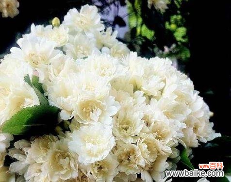 什么花象征纯洁?纯洁的花有哪些?