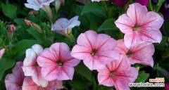 什么花代表道歉？最合适的道歉花卉有哪些？